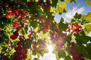 Redcurrants in the back light Redcurrants in the back light